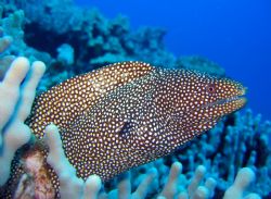 white mouth moray taken in kona using a canon a95 macro v... by Michelle Tinsay 